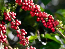 Robusta vs Arabica: Mana yang Lebih Cocok untuk Selera Kopi Anda?