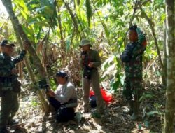 Tim Gabungan Temukan Jejak Harimau Sumatera di Suoh, Lampung Barat