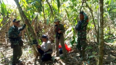 Tim Gabungan Temukan Jejak Harimau Sumatera di Suoh, Lampung Barat