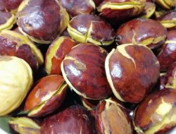 Rahasia Jengkol: Manfaat dan Kandungan Nutrisi yang Menakjubkan untuk Kesehatan