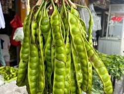 Petai: Si Hijau Bau yang Kaya Manfaat dan Nutrisi untuk Kesehatan Tubuh