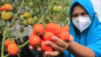 Program Pekarangan Pangan Lestari: Solusi Hijau untuk Ketahanan Pangan Indonesia