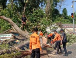 BPBD Way Kanan Tebang Pohon Rawan Tumbang di Jalan Lintas Sumatera Demi Keselamatan Warga