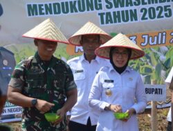 Bupati Way Kanan Dampingi Kajati Lampung Tanam Jagung Bersama Petani Mitra Adhyaksa di Umpu Semenguk