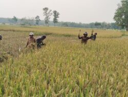 KETIKA 31 JUTA ANGGOTA KOPERASI MENGGERAKKAN EKONOMI INDONESIA